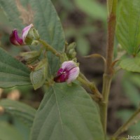 Flemingia lineata (L.) Roxb. ex W.T.Aiton